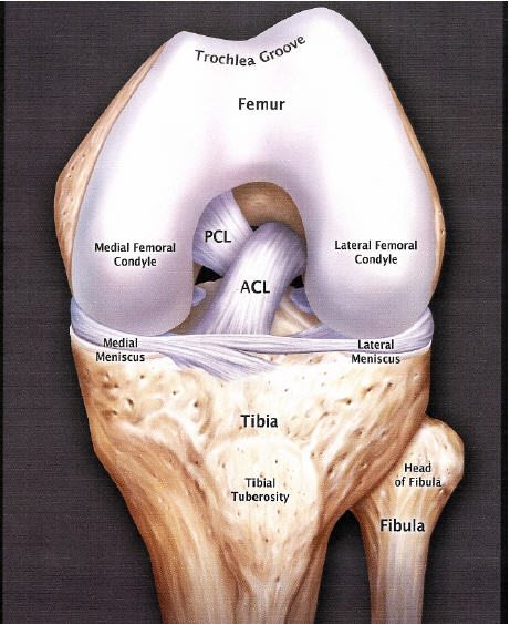 acl anatomy Additional may be done to look for injuries to other structures in the knee and x rays are usually ordered to rule out the presence of a fracture