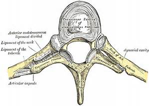 Costovertebral Joint Sprain