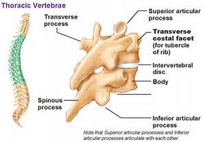 thoracic facet