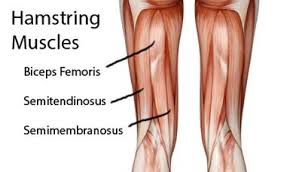 Hamstring Research