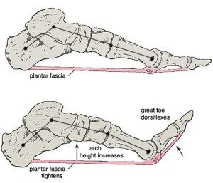 plantar-fascia-image-1