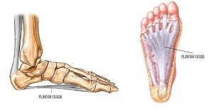 plantar-fascia-image-2