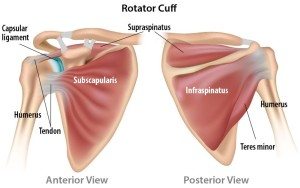 rotator-cuff-2