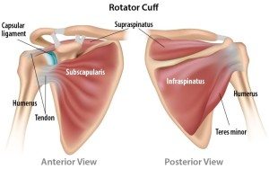 rotator-cuff-2