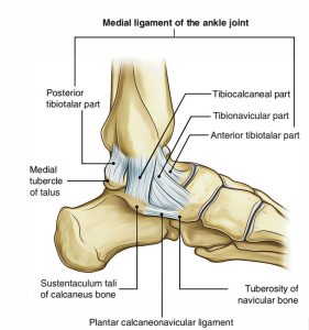 anatomy medial ankle