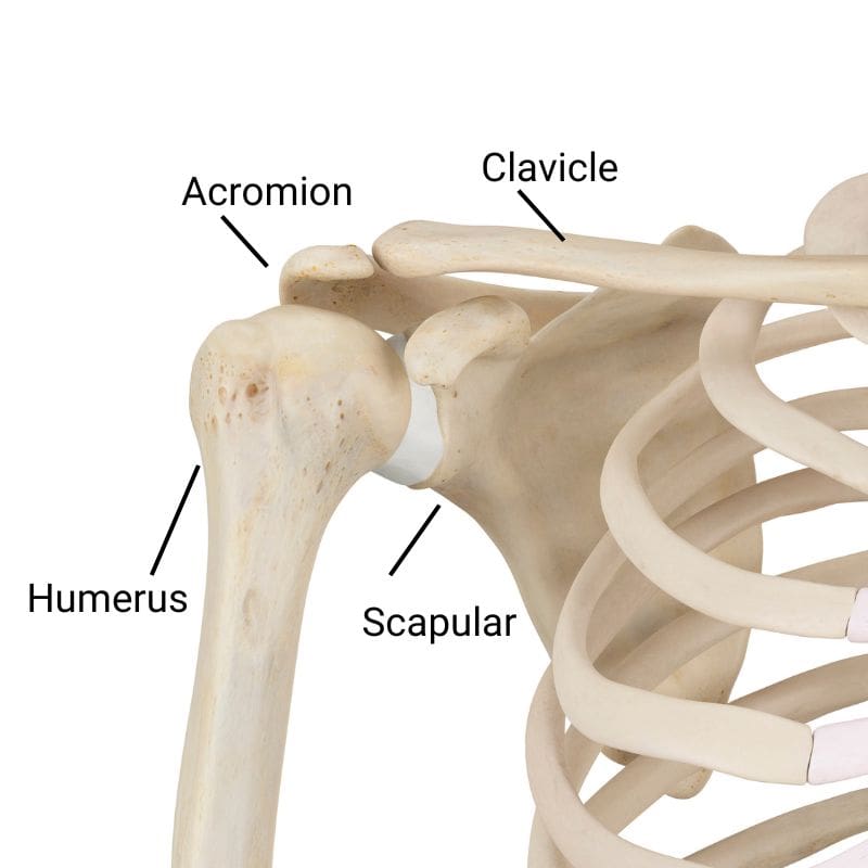 Humerus